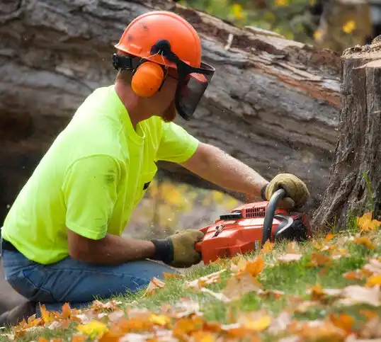 tree services Kansas City